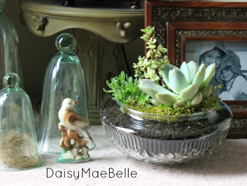 Easy DIY Terrarium @ DaisyMaeBelle