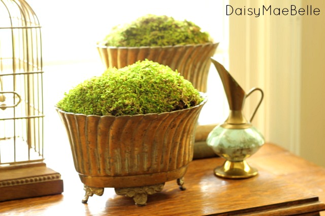 Decorating with Moss @ DaisyMaeBelle
